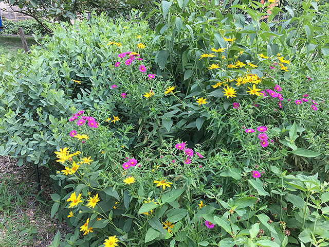 Image of native perennials