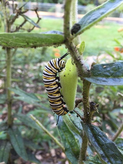 Monarch Caterpillers on our Milkweed pods