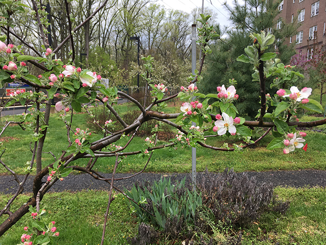 Spring in the Station Garden