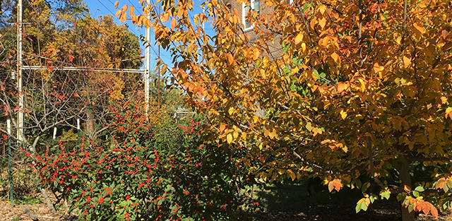 image of fall leaves at the Tulpehocken Station Garden