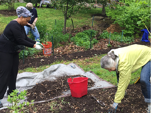 Image of garden clean up