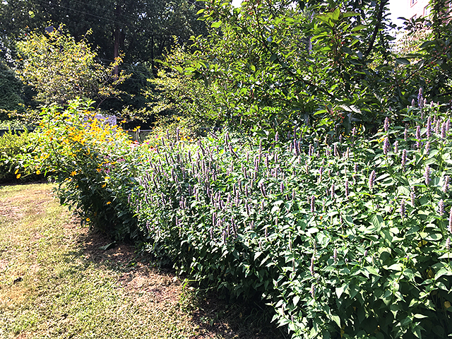 Image of perennial bed