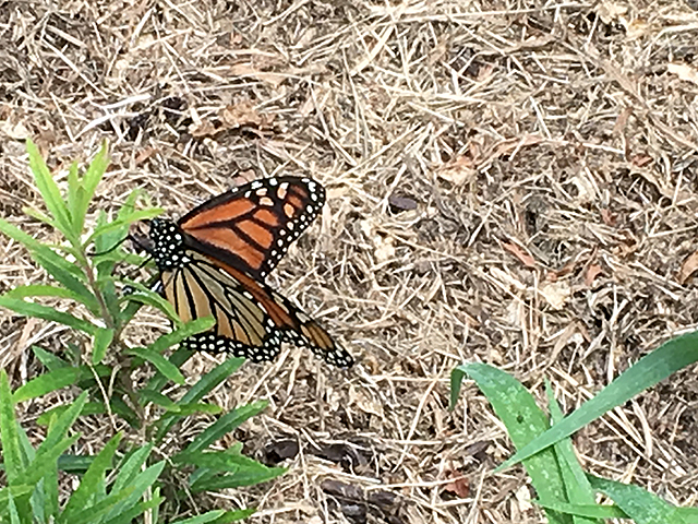 Image of Monarch Butterfly