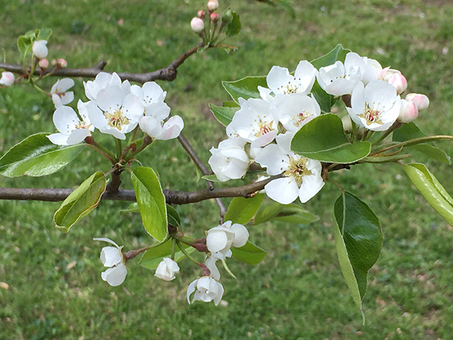 Image of white blossoms