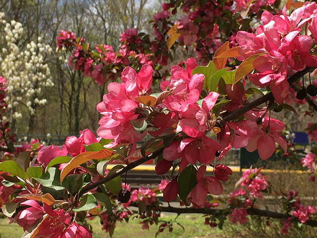 image of Spring Blossoms