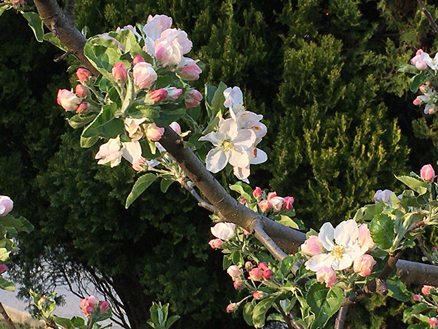 image of Pink Blossoms