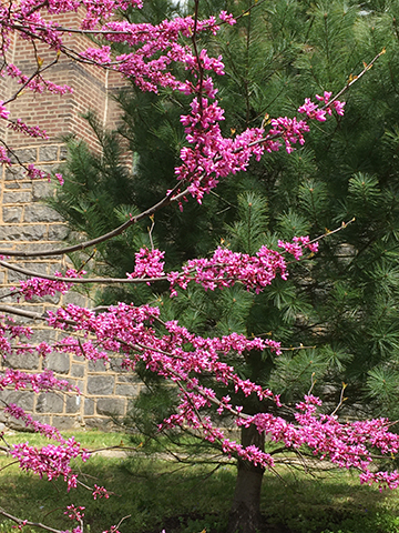 image of flowing branch