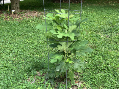 image of baby fig tree